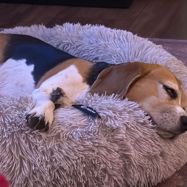 Hunter, Holly, Harvey uit Amersfoort zoekt een Hondenoppas