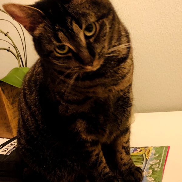 Bettie, Binkie uit Almelo zoekt een Kattenoppas