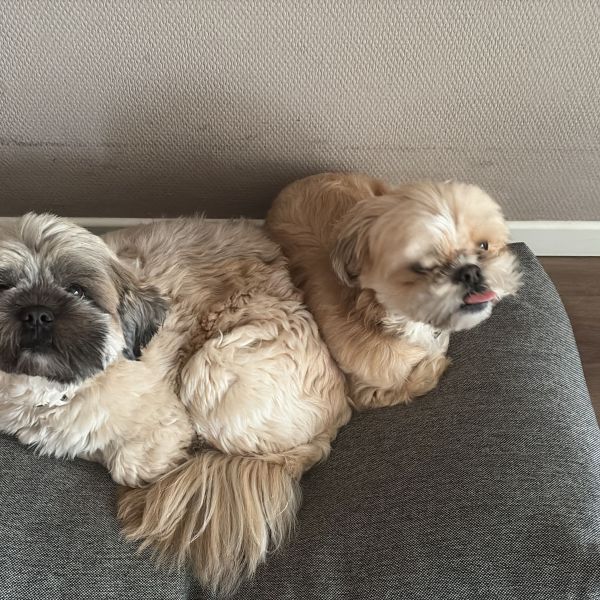 Huisdierenoppas Myrthe uit Heerenveen