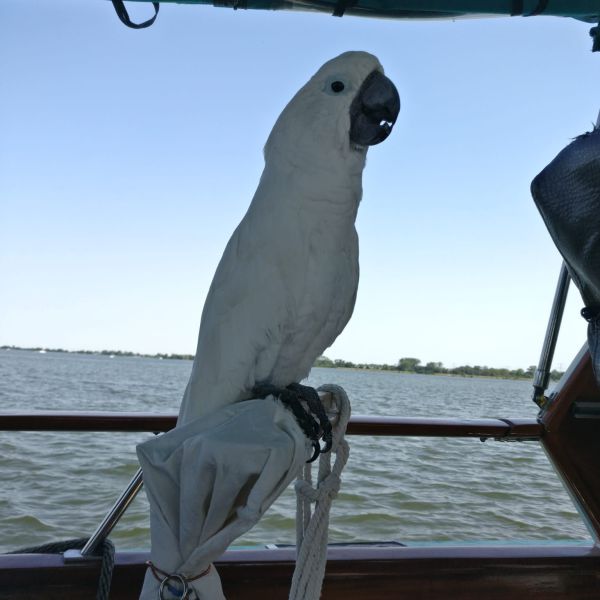 Bram uit Nederland zoekt een Vogeloppas