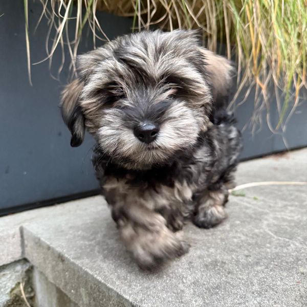 Teddy uit Hilversum zoekt een Hondenoppas