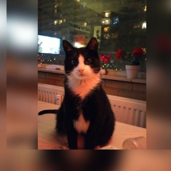 Bailey uit Tilburg zoekt een Kattenoppas