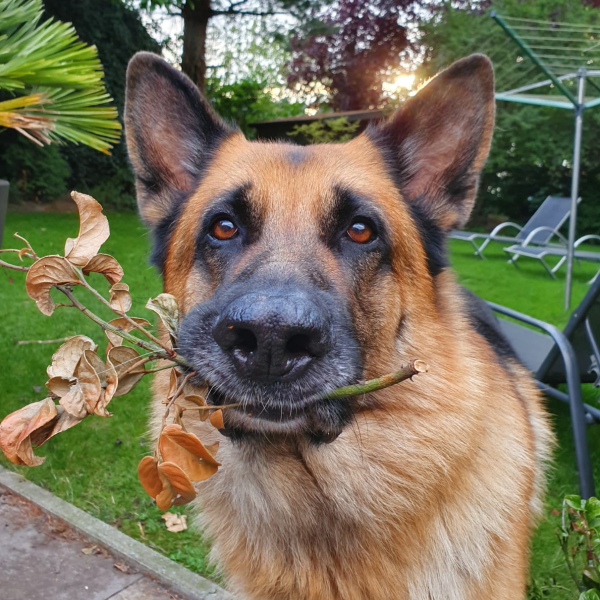 Balou uit Dongen zoekt een Hondenoppas