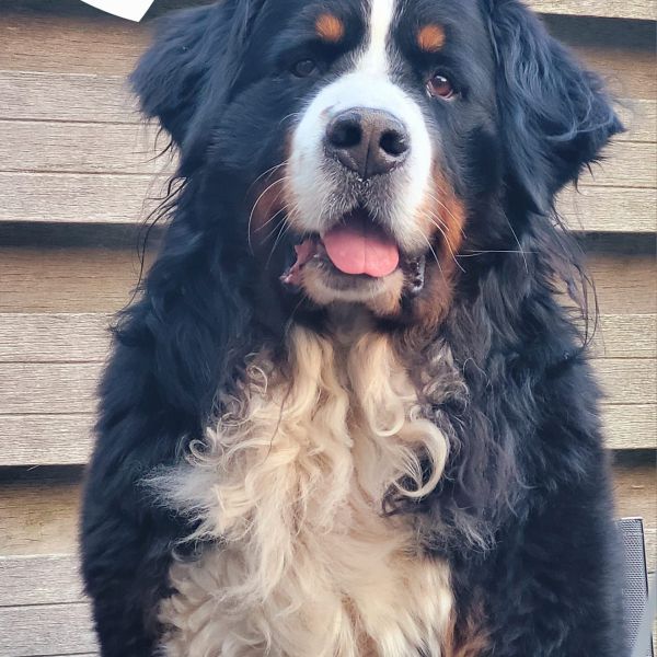 Balou uit Kampen zoekt een Hondenoppas
