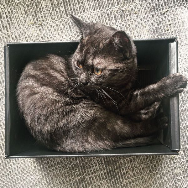 Moes, Miya uit Leerdam zoekt een Kattenoppas