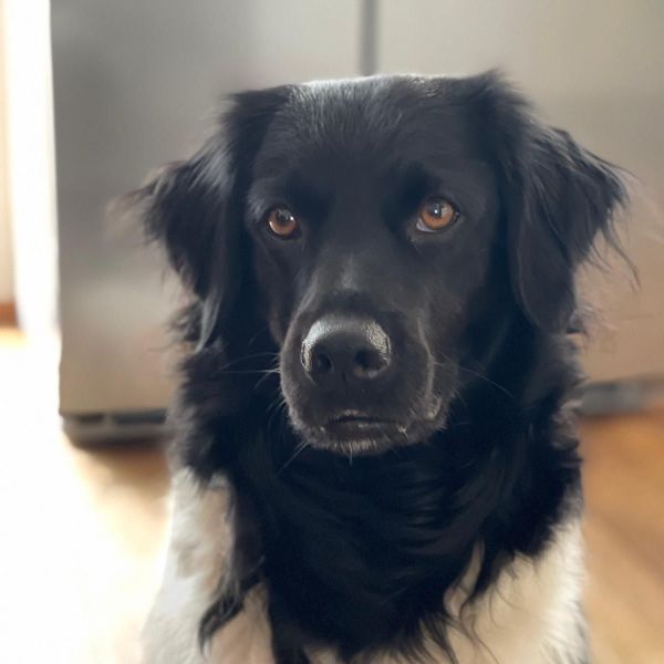 Guusje uit Uden zoekt een Hondenoppas