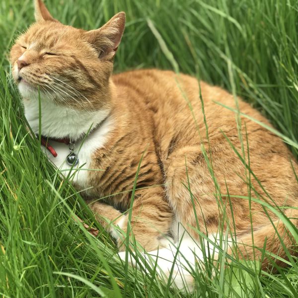 Pini uit Klundert zoekt een Kattenoppas