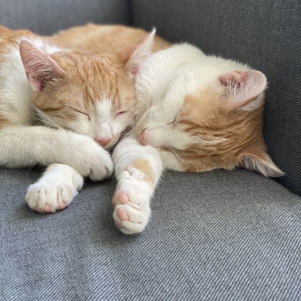 Ollie en Simba uit Veendam zoekt een Kattenoppas