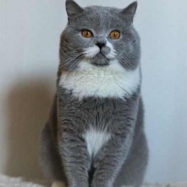 Jones uit Herten zoekt een Kattenoppas