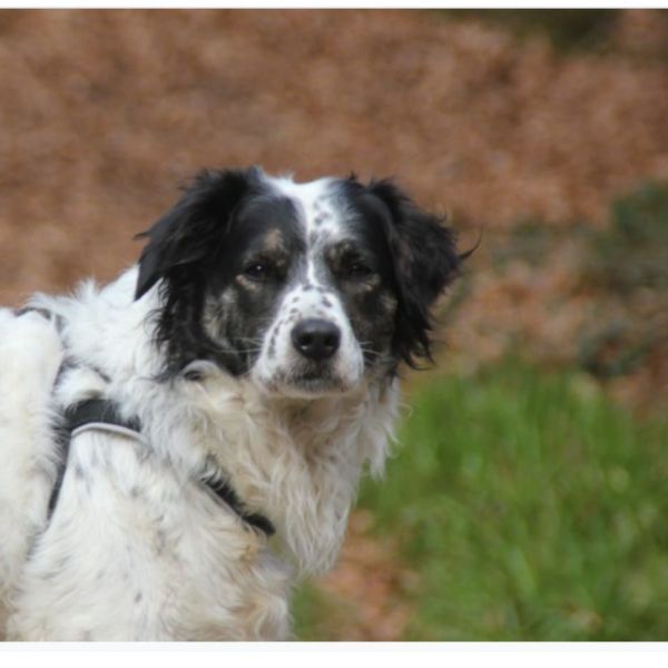 Mika uit Bergen Op Zoom zoekt een Hondenoppas