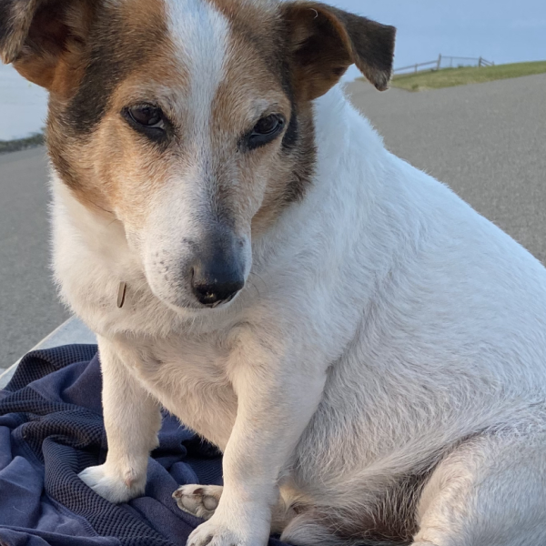 Ollie uit Hilversum zoekt een Hondenoppas