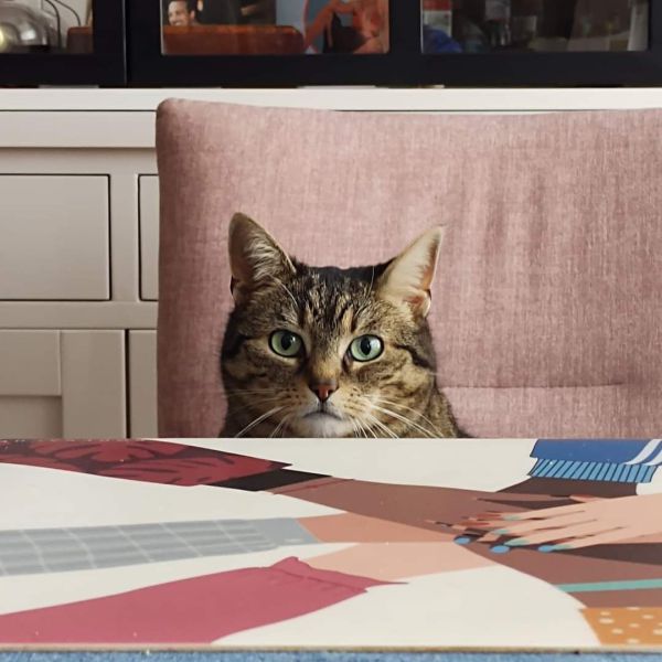Bibi uit Middelburg zoekt een Kattenoppas
