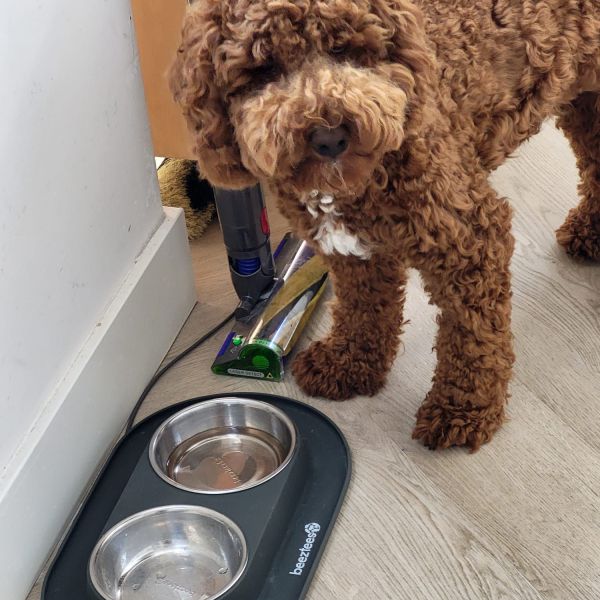 Bobby uit Amersfoort zoekt een Hondenoppas