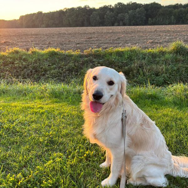 Bodhi uit Cuijk zoekt een Hondenoppas