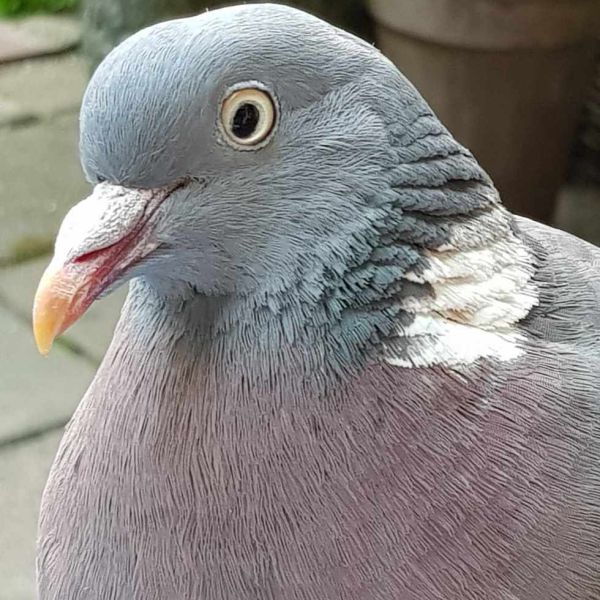 Bollie, Dollie uit Amsterdam zoekt een Vogeloppas