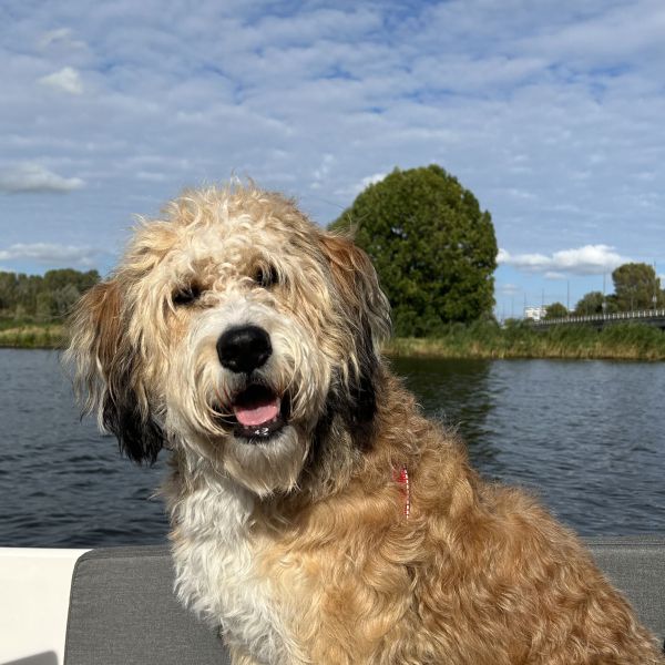 Bowey uit Haarlem zoekt een Hondenoppas