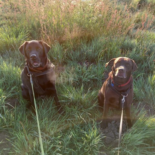 Buddy, Boris uit Almelo zoekt een Hondenoppas