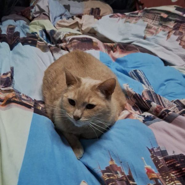 Budha uit Venray zoekt een Kattenoppas