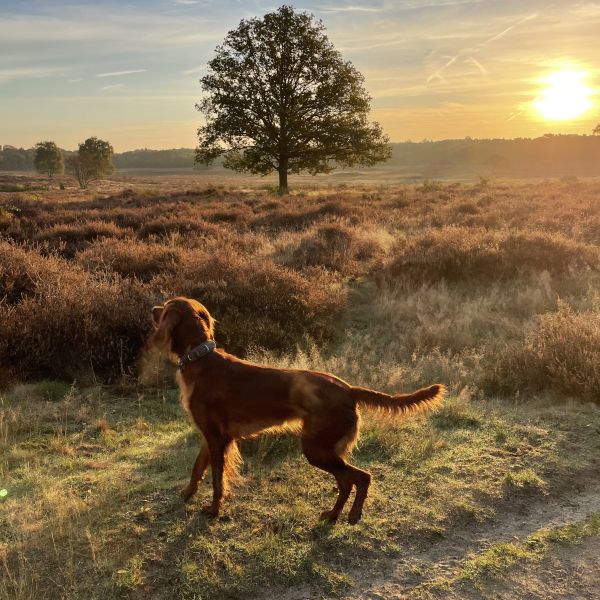 Kate uit Hilversum zoekt een Hondenoppas