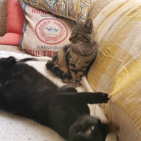 Kattenoppas Jeroen uit Geertruidenberg