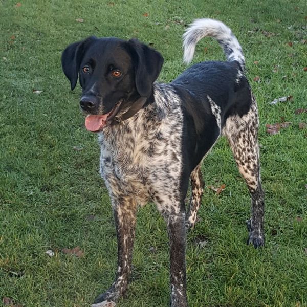 Jambo, Milow, Lavina uit Nijeveen zoekt een huisdierenoppas