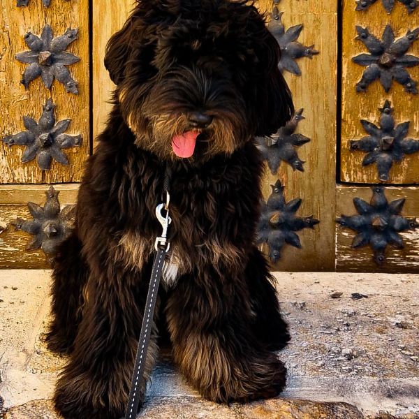 Kybo uit Rotterdam zoekt een Hondenoppas