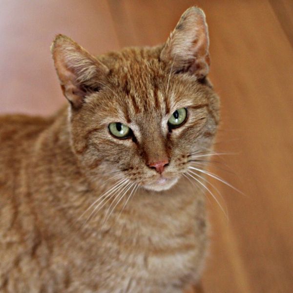 Kattenoppas Mica uit Houten