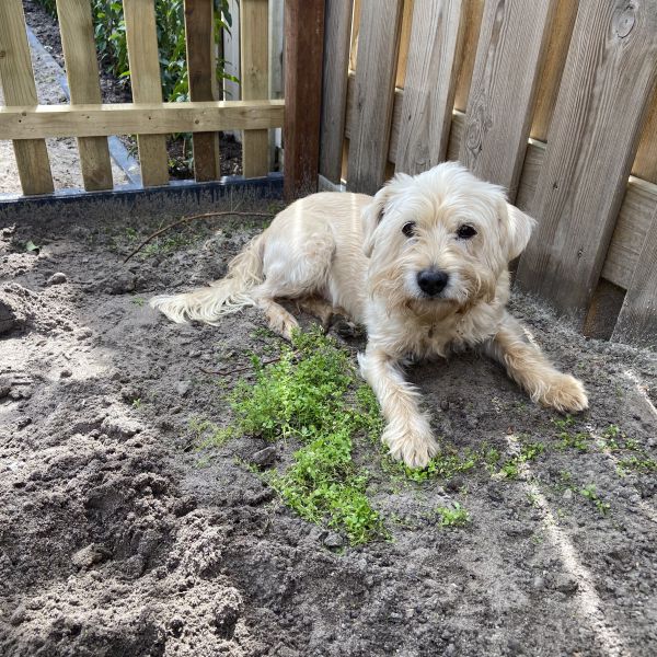 Banjer, Maggie uit Lelystad zoekt een Hondenoppas