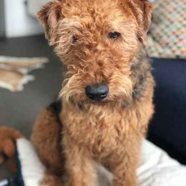 Hondenoppas Leo uit Rotterdam