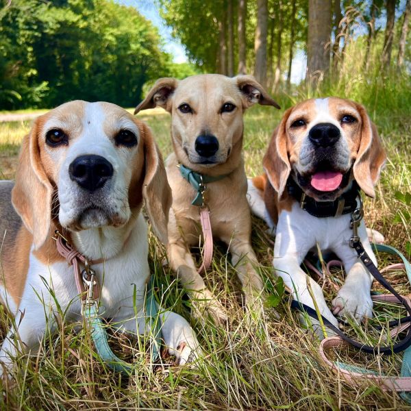 Monty, James, Charlie uit Oostvoorne zoekt een Hondenoppas