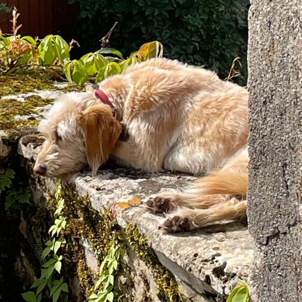 Ruby, ruby uit Heemstede zoekt een Hondenoppas