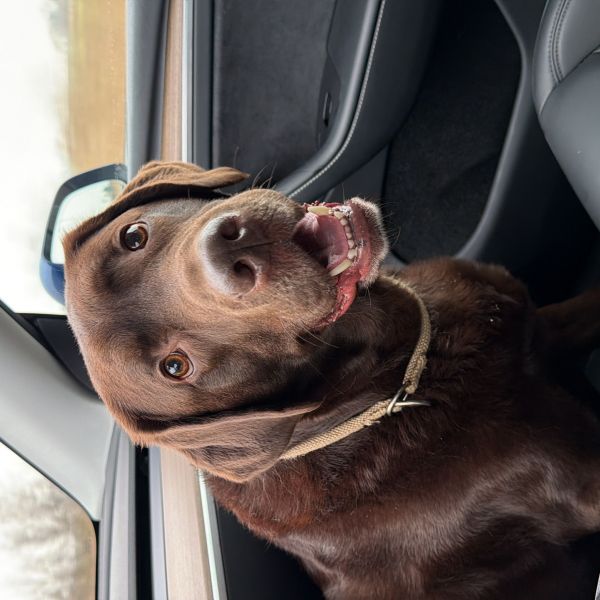 Buddy uit Drachten zoekt een Hondenoppas