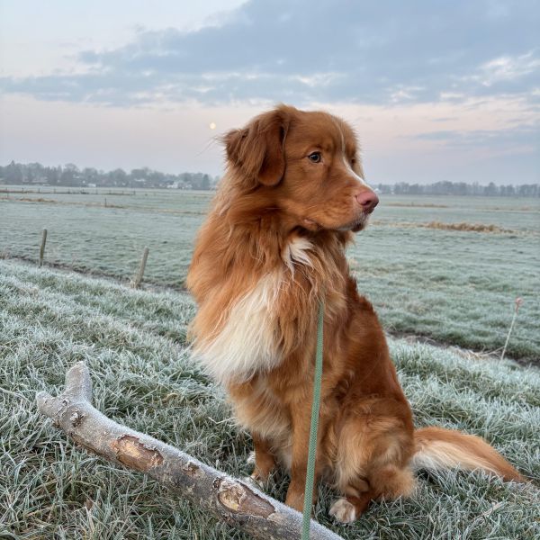 Stanley uit Soest zoekt een Hondenoppas