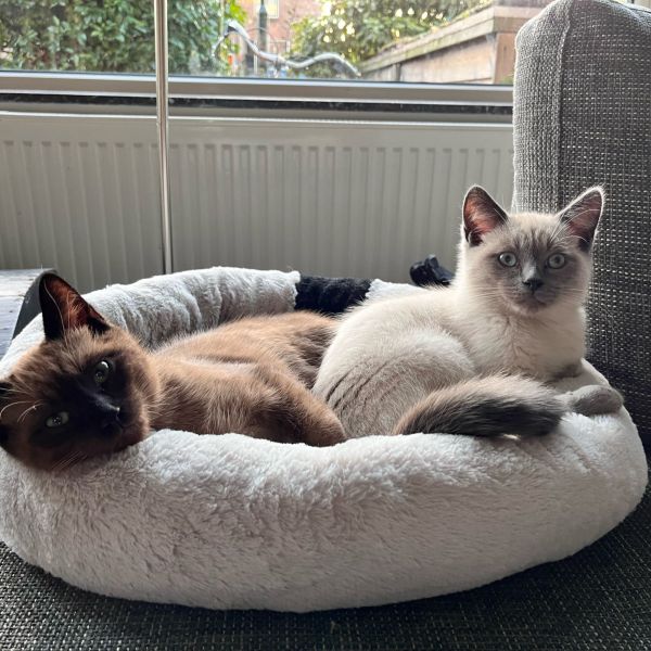 Mellow en Brownie uit Voorburg zoekt een Kattenoppas