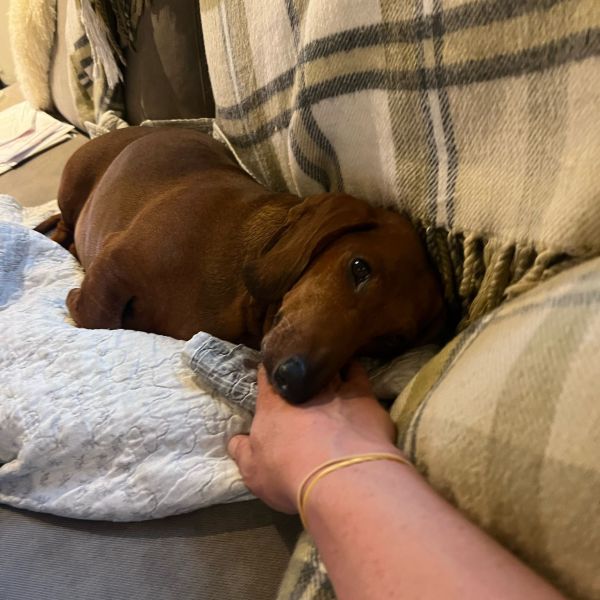Charlie uit Epe zoekt een Hondenoppas