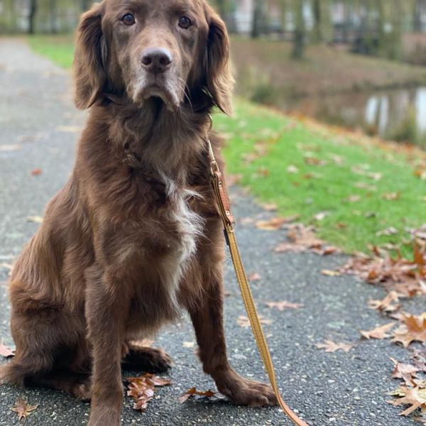 Jim uit Maarssen zoekt een Hondenoppas