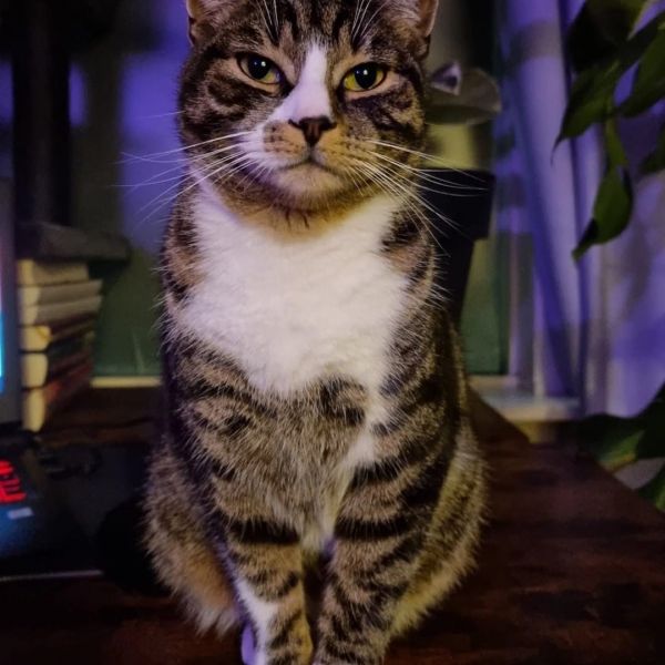 Odin uit Lelystad zoekt een Kattenoppas