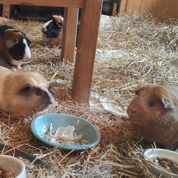Pluk, Eva, Lizzie uit Utrecht zoekt een Knaagdierenoppas