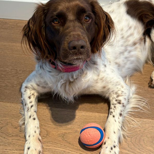 Marley uit Wassenaar zoekt een Hondenoppas