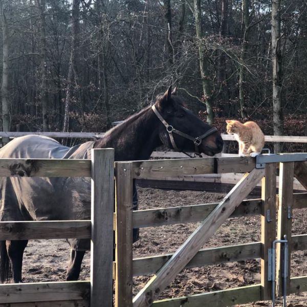 Che Che, Vaiana, Roulette uit Gilze zoekt een huisdierenoppas