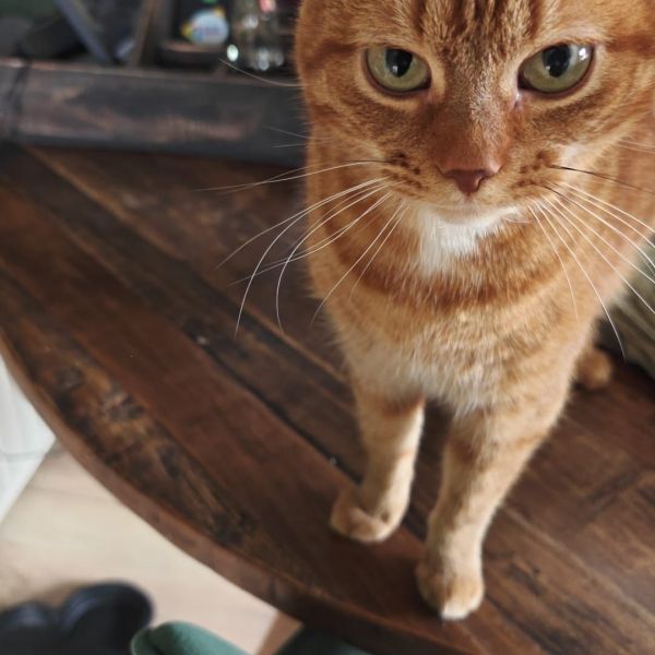 Noortje, Lizzy, Delphi uit Westerhaar-Vriezenveensewijk zoekt een Kattenoppas