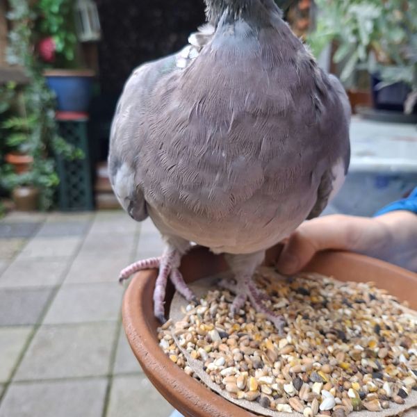 Dollie, Zoet Caramello uit Amsterdam zoekt een Vogeloppas