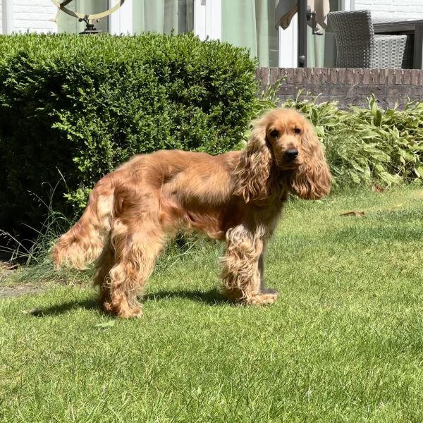 Chalky uit Bilthoven zoekt een Hondenoppas