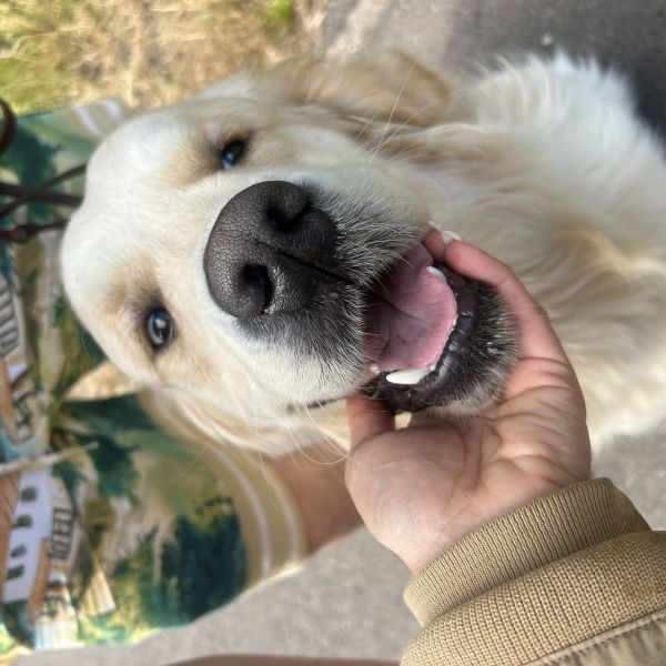 Charlie uit Rotterdam zoekt een Hondenoppas