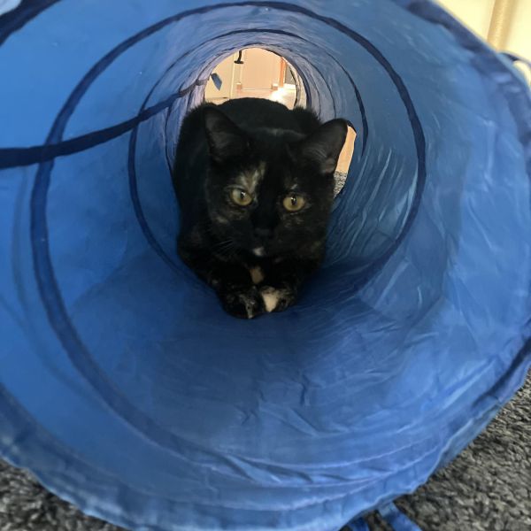 Chiara uit Groningen zoekt een Kattenoppas