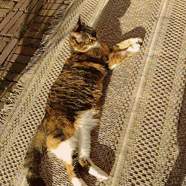 Nosy uit Den Helder zoekt een Kattenoppas