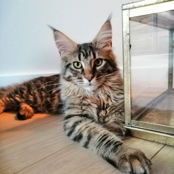 Coco uit Harderwijk zoekt een Kattenoppas