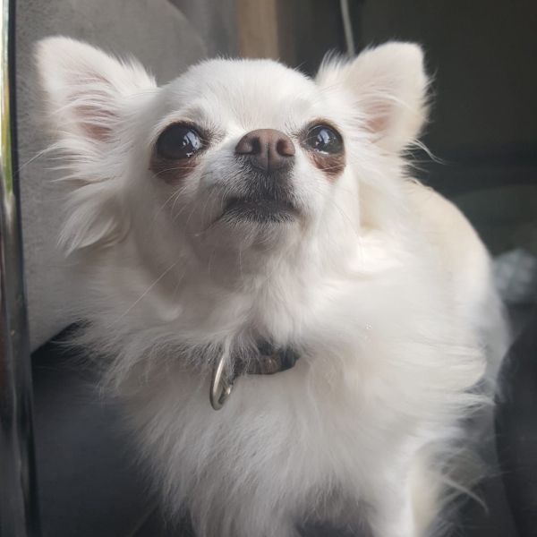 Florian, Coco uit Middelburg zoekt een Hondenoppas