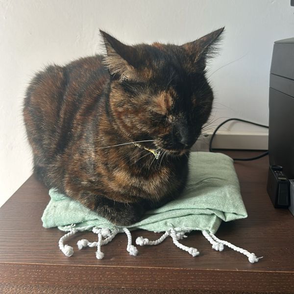 Coockie uit Almere zoekt een Kattenoppas