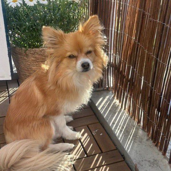 Cooper uit Ijmuiden zoekt een Hondenoppas